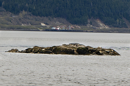 Skagway sea lions
