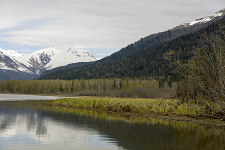 Chilkat River Bald Eagle reserve