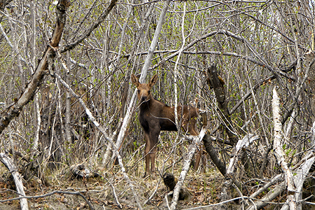 baby moose calf