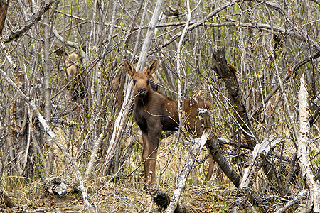 moose mom calf