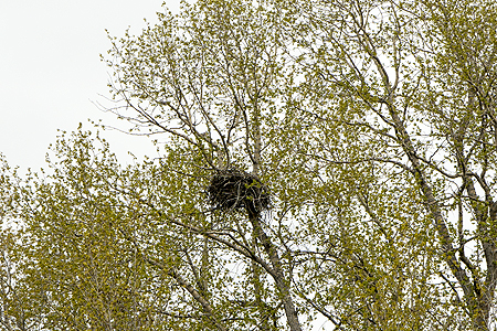 bald eagle nest