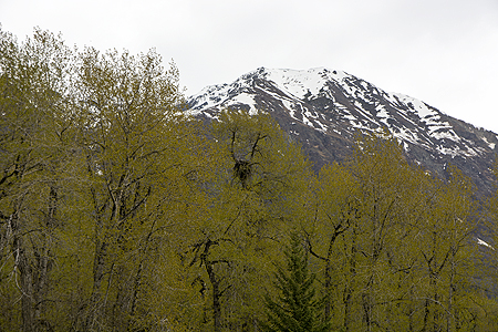 bald eagle nest