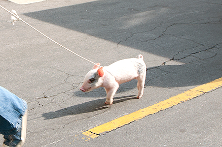 Animal Practice Cancel Pig