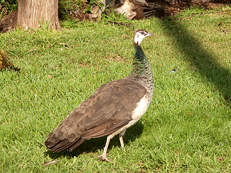 Hollywood Forever peacocks