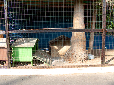 Hollywood Forever cemetery peacock housing