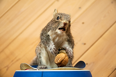 Warner Brothers prop squirrel