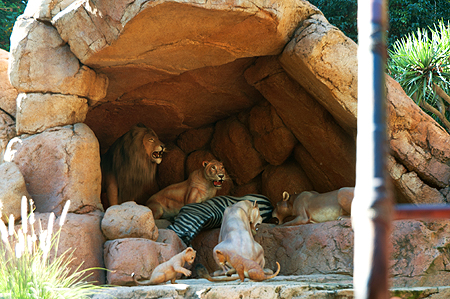 Disneyland California Lions