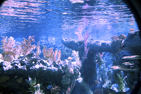 Disney Finding Nemo Ride