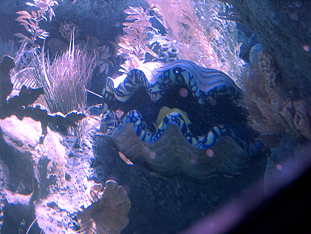 Disney Finding Nemo Ride