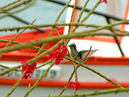 Aruba hummingbird