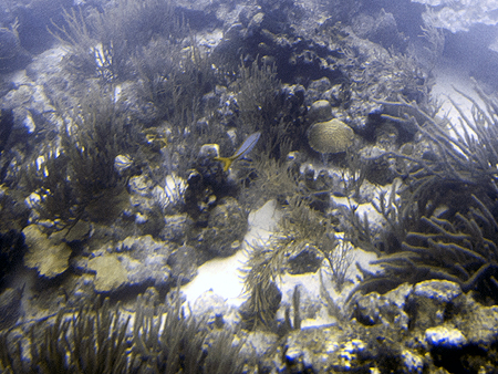 Dive Aruba Atlantis submarine