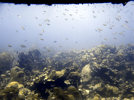 Dive Aruba fish