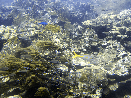 Aruba submarine Atlantis
