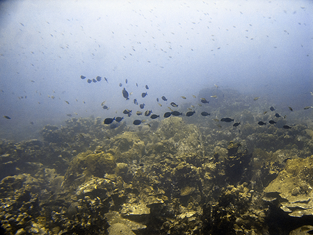 Aruba Atlantis submarine