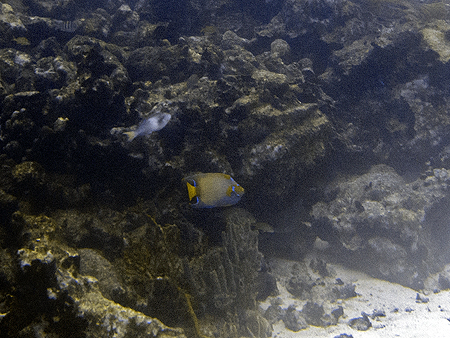 Aruba angelfish