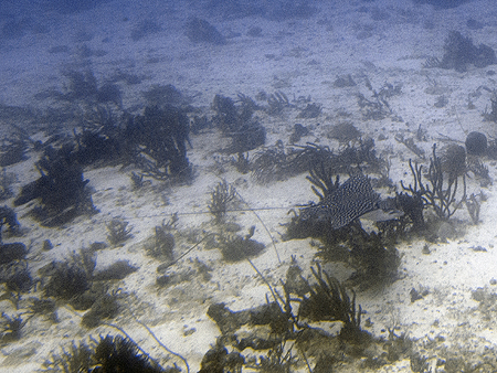 Spotted stingray Jane Sea Aruba