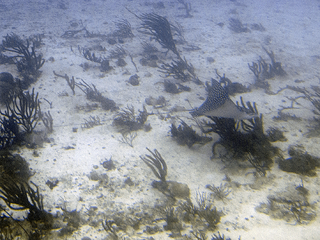 Spotted ray Aruba Submarine