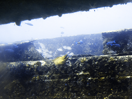 Green eel Aruba dive