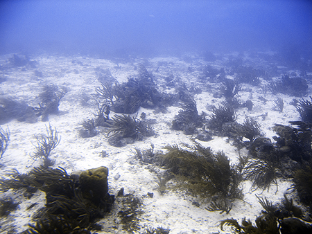 Atlantis submarine sea floor