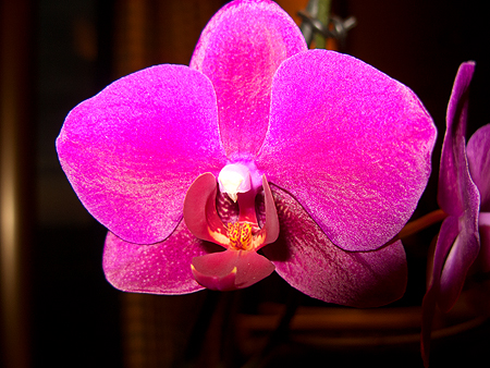 Christmas Noordam dinner