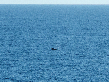 ocean killer whale orca cruise