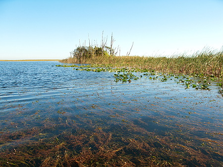 Florida everglades airboat