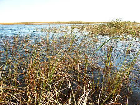 everglades sawgrass florida