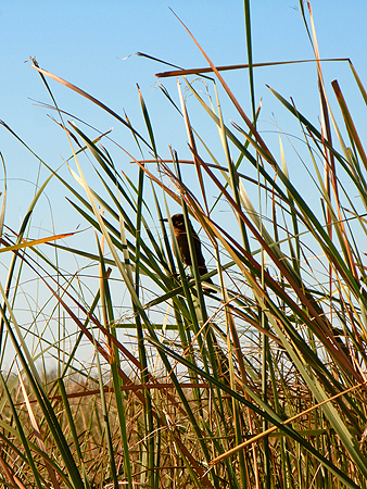 florida sawgrass everglades bird
