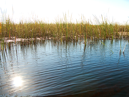 Florida everglades sawgrass