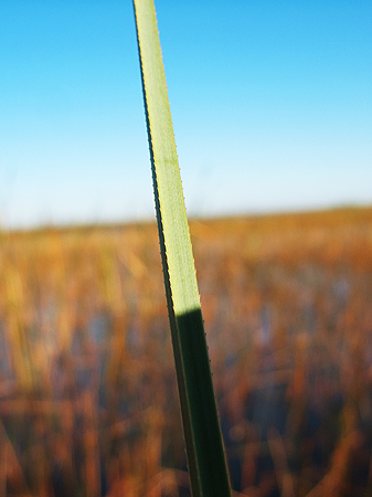 sawgrass everglades Florida