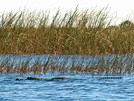alligator florida everglades