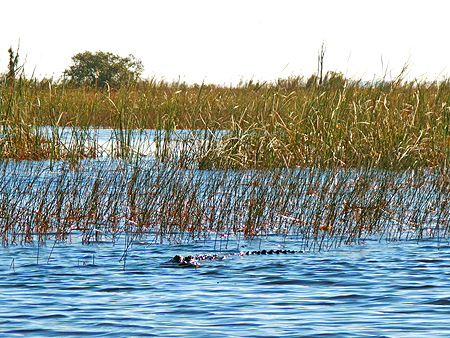 gator alligator everglades florida
