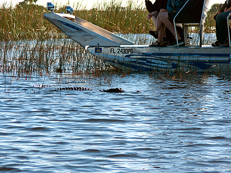 alligator everglades airboat excursion