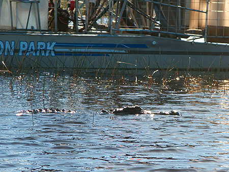 alligator florida everglades