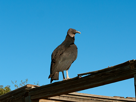 black vulture
