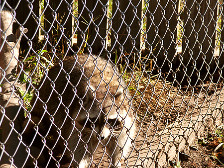 sawgrass recreation park raccoon