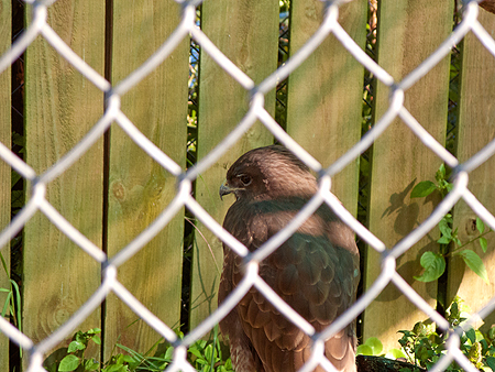 Red tailed Hawk sawgrass recreation park