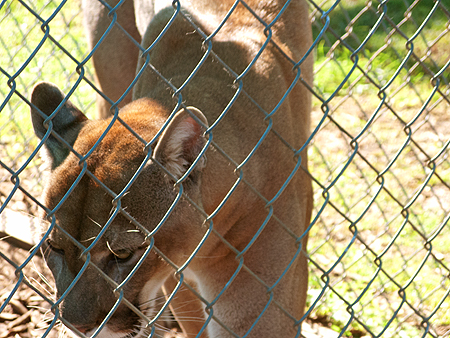 Florida panther sawgrass