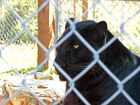 black leopard