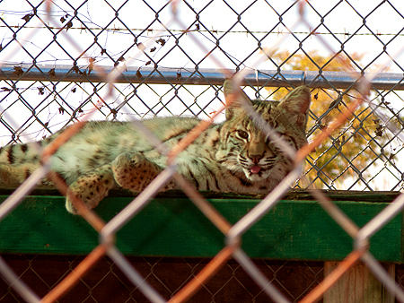 Lynx Sawgrass recreation park