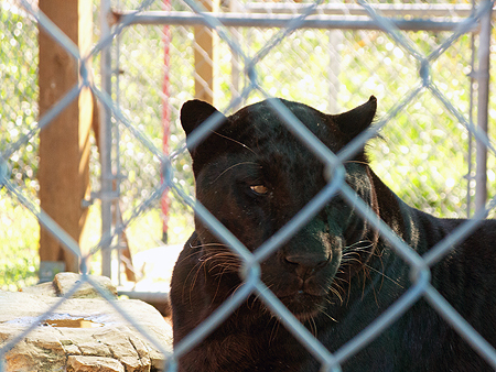 black leopard sawgrass