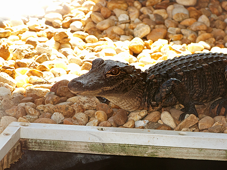alligator sawgrass recreational