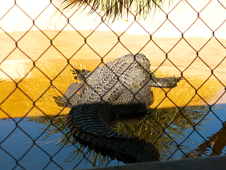 cannibal alligator sawgrass florida