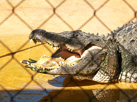 Cannibal alligator mouth florida everglades