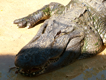 Cannibal alligator florida everglades