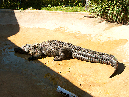 Cannibal gator florida excursion