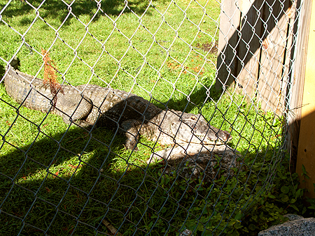 Gator lady everglades sawgrass recreation park