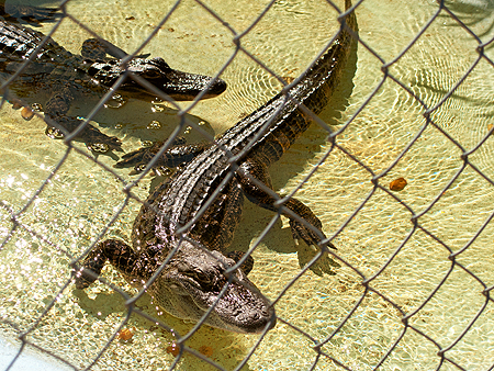 baby alligators florida everglades