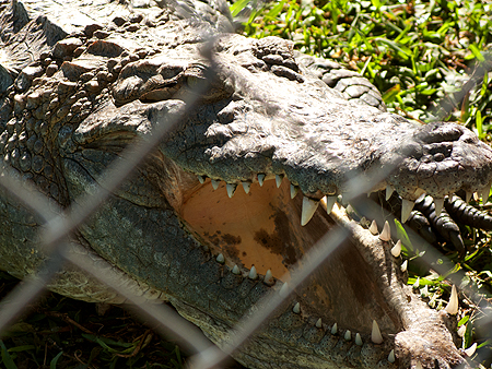 alligator sawgrass recreational park