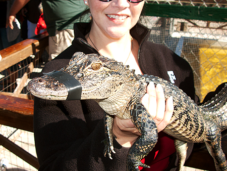 hold alligator everglades florida